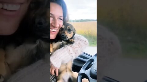 Kind hearted lady takes home a stray dog..