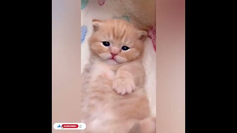 cute cat videos 😹 funny videos 😂1053