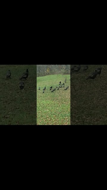 Turkey madness #trending #shorts #metaldetecting #civilwar #turkeyhunting #hunting