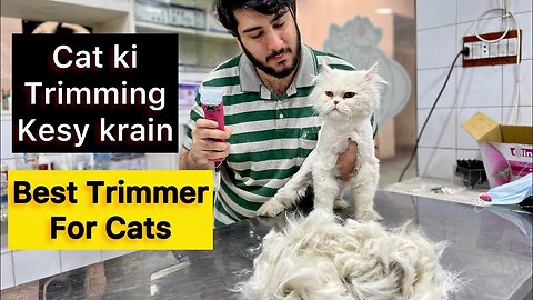 Ghar par cat kesy trim krain ? how to trim your cat’s hair