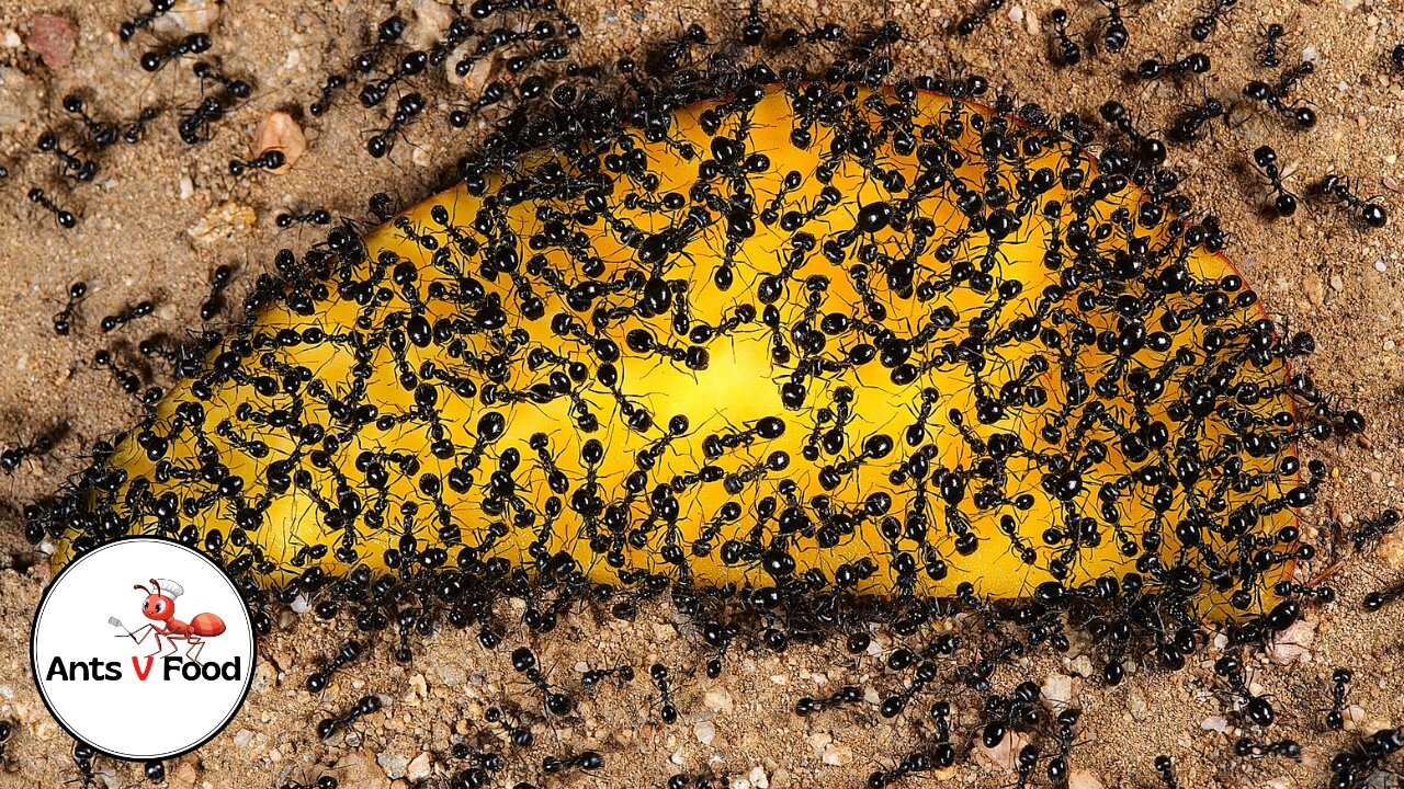 Ant Colony vs Mango Food Time Lapse