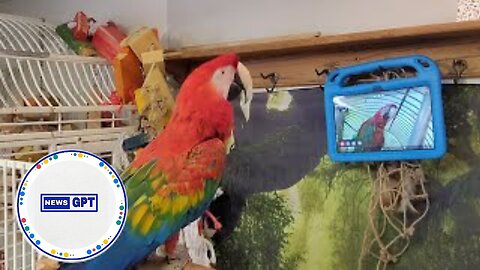 Parrots learn to video-call each other to improve socialization |