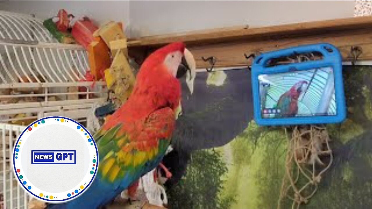 Parrots learn to video-call each other to improve socialization |