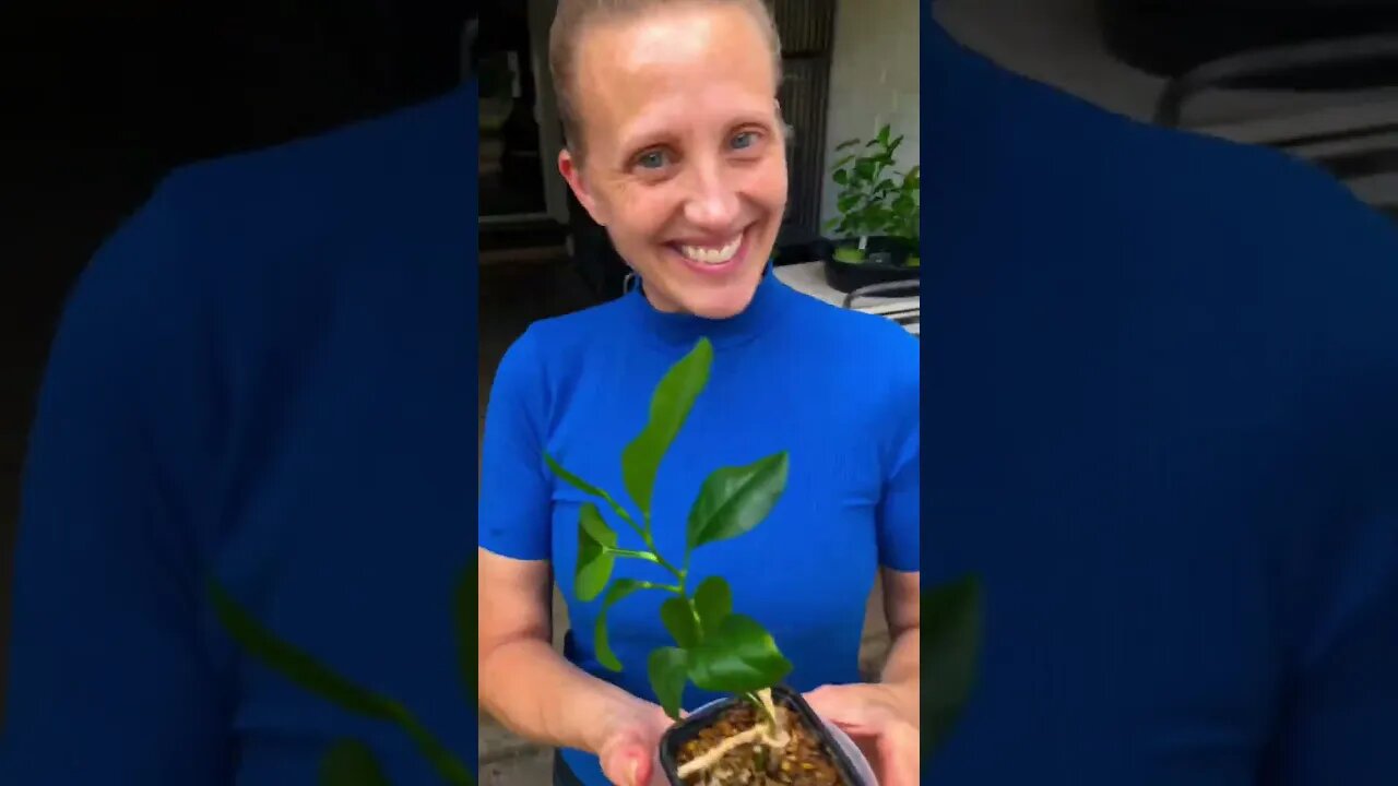 Jenny’s SUPER EXCITED ABOUT Growing a Key Lime plant from Seed! 🧑‍🌾🌱❤️ #viral #shorts #tiktok