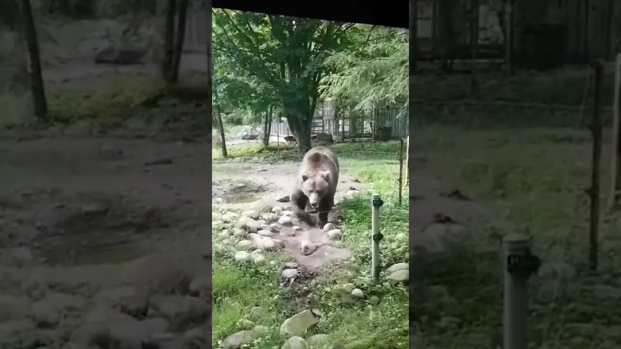 Grizzly Bears at Toronto Zoo