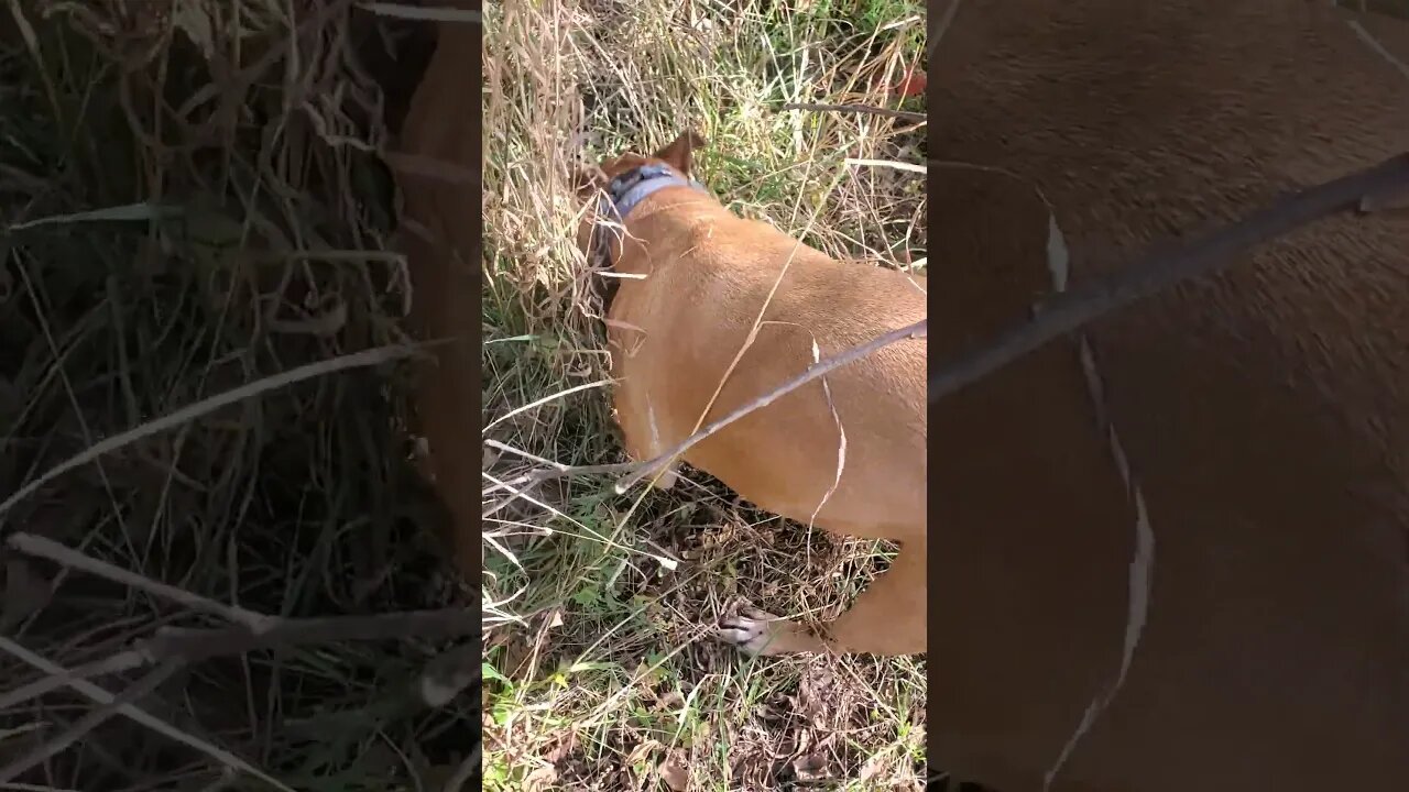 dog looking for rodents #outdoors #dog #doggo #nature #outdoordog