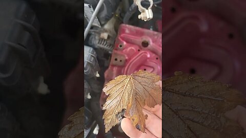 Never lose nut/bolt again With a leaf from a tree