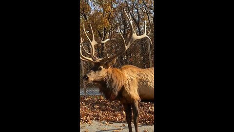 Bull Elk Barking - Lone Elk Park - Valley Park, Mo 20231114