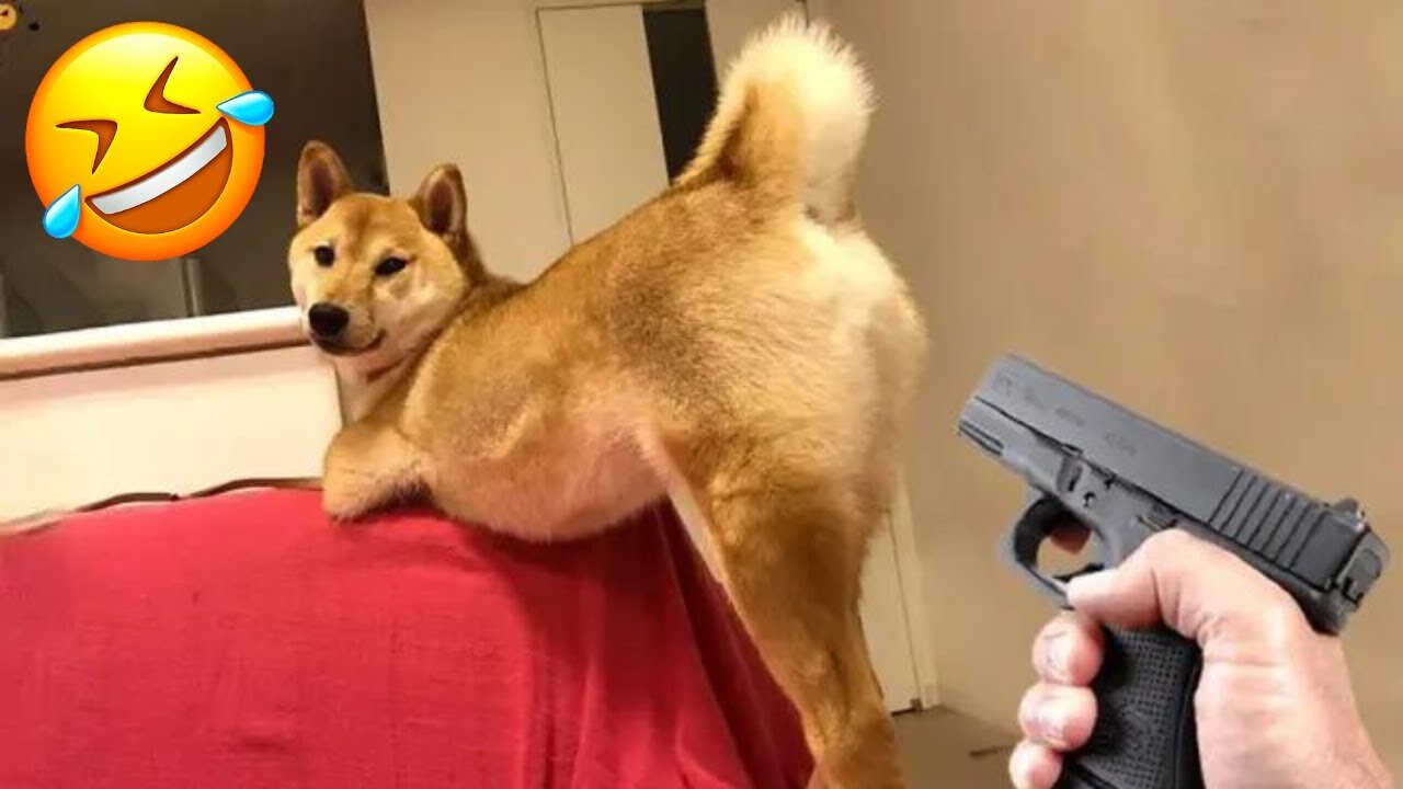 Highest Quality Funny Dogs And Cats Videos πΆπ» Funniest Animal 2023 π!