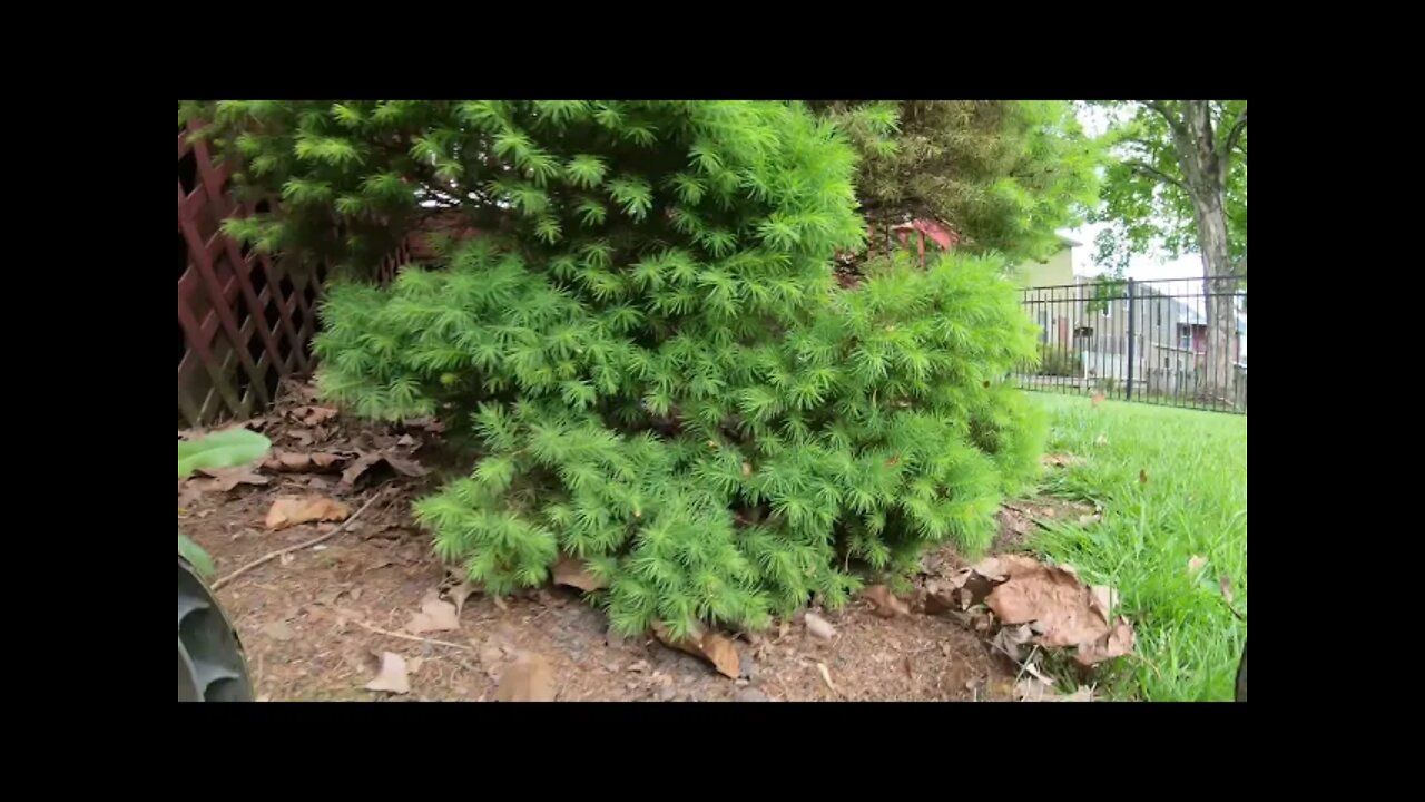 The Push Mower Ride Along