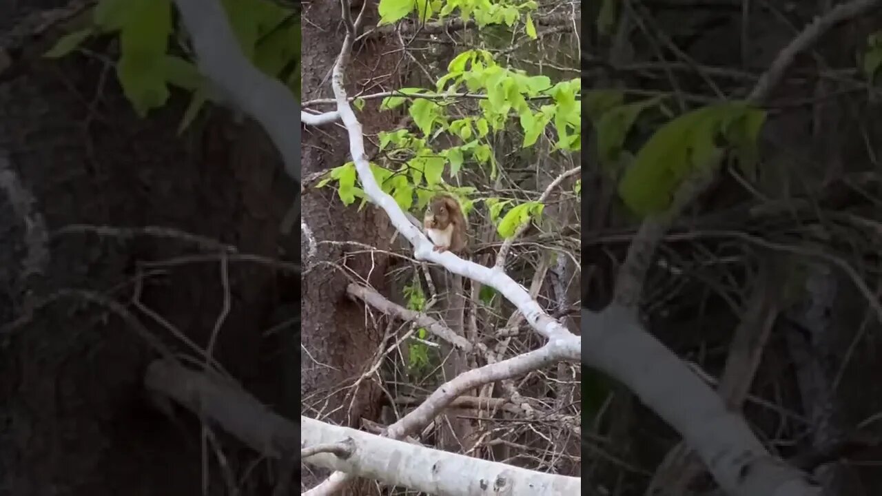 Little squirrel looking right at me