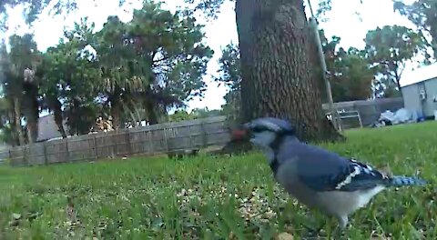 Blue jay getting his nutz