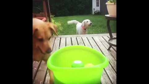 An automatic ball thrower gives that dog a lot of fun !!😄