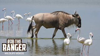 Eastern White-Bearded Gnu Strolls Past Amboseli Waterbirds | Zebra Plains Safari