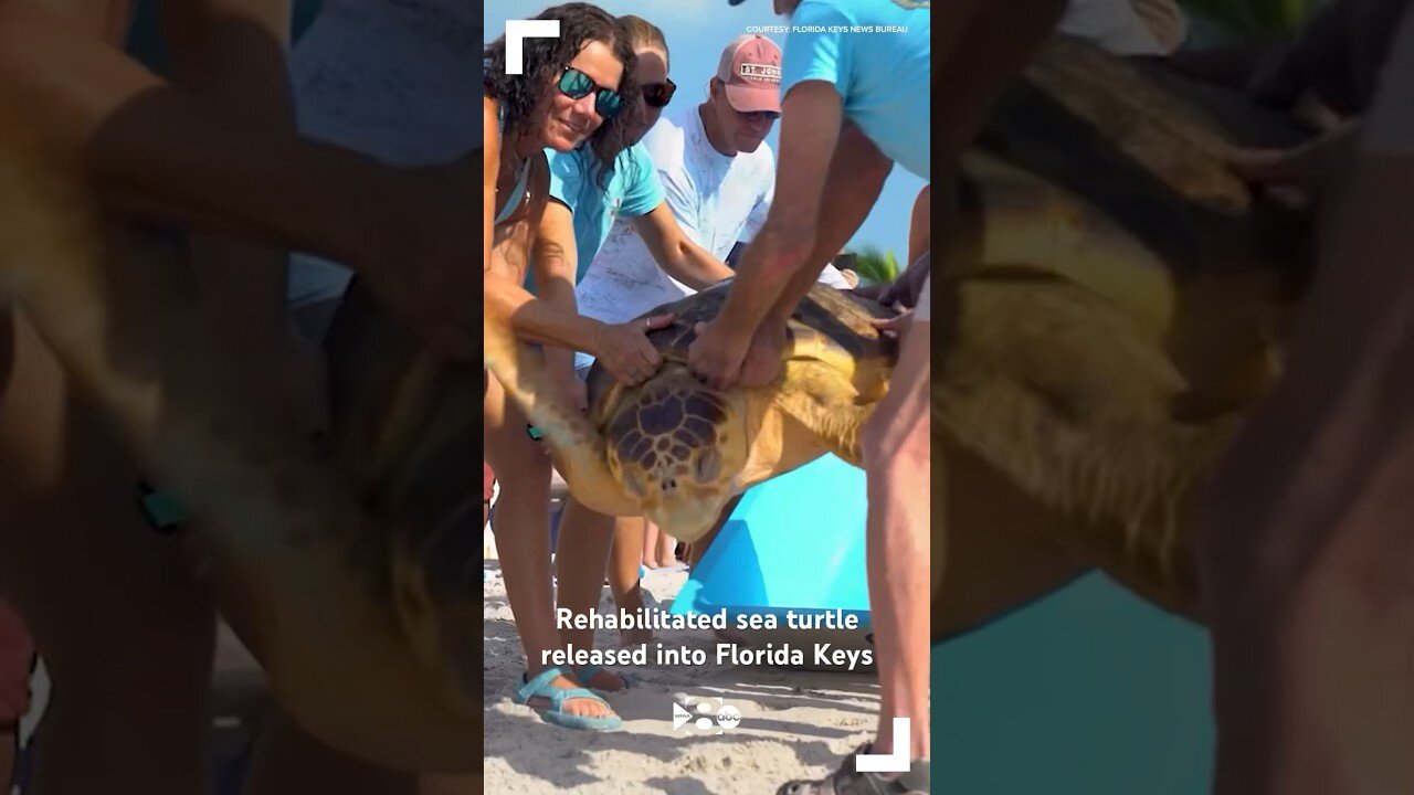 Rehabilitated sea turtle released into Florida Keys