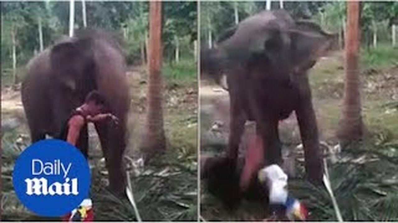 Man forcefully knocked down by territorial elephant