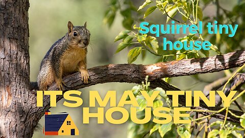 Squirrel Tiny house | Lots of fun and enjoyment