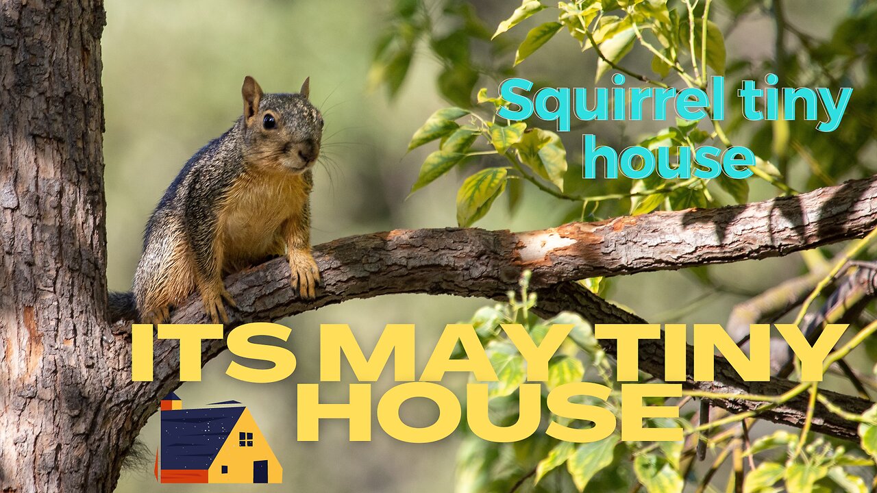 Squirrel Tiny house | Lots of fun and enjoyment