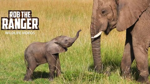 Elephant Herd With Little Calves | Maasai Mara Safari | Zebra Plains