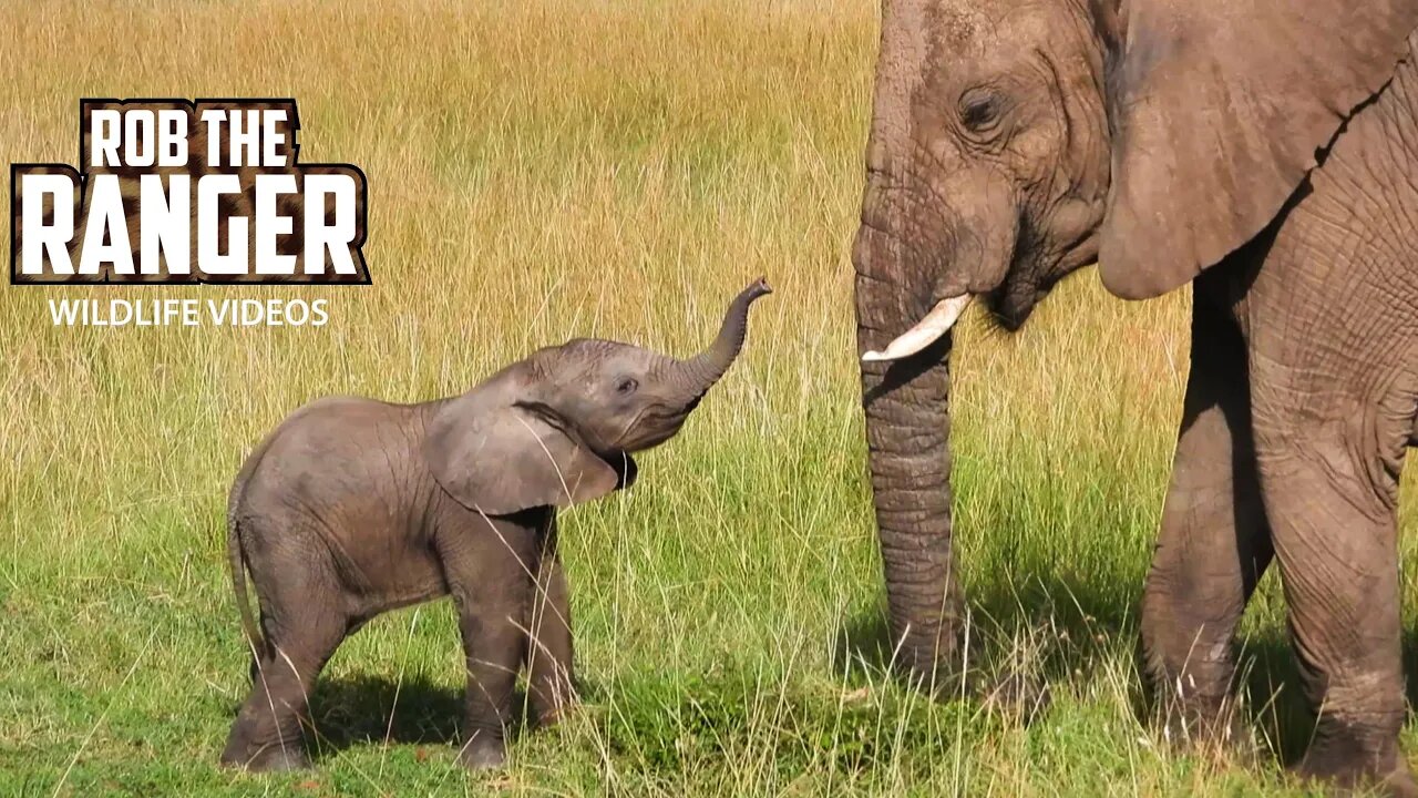 Elephant Herd With Little Calves | Maasai Mara Safari | Zebra Plains