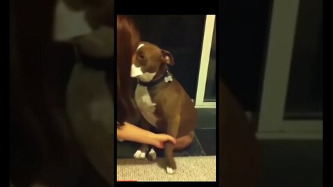 Dog is actor hahhaah