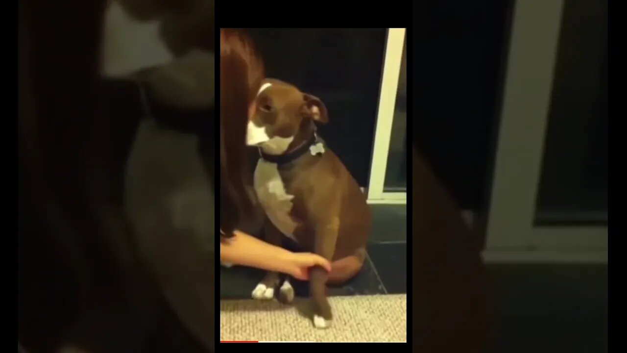 Dog is actor hahhaah