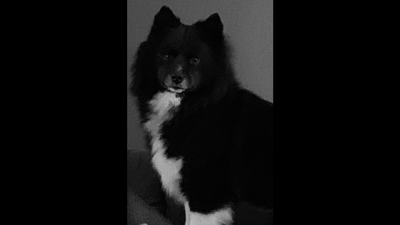 Lennie My Pup