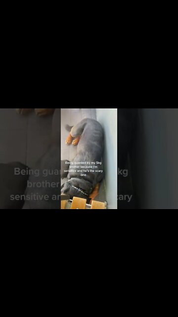 Always the way 🤣 rottweiler family 👊 #Shorts #rottweiler #dogs