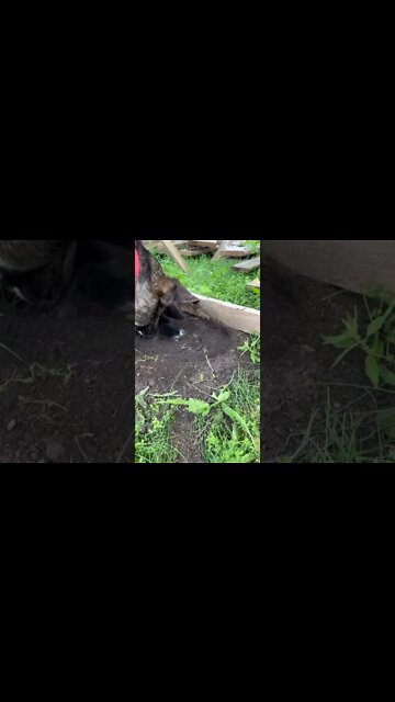 Ragnar Hiding His Food #shorts #lycanshepherd #rawfeeding #farm #homestead #iowa