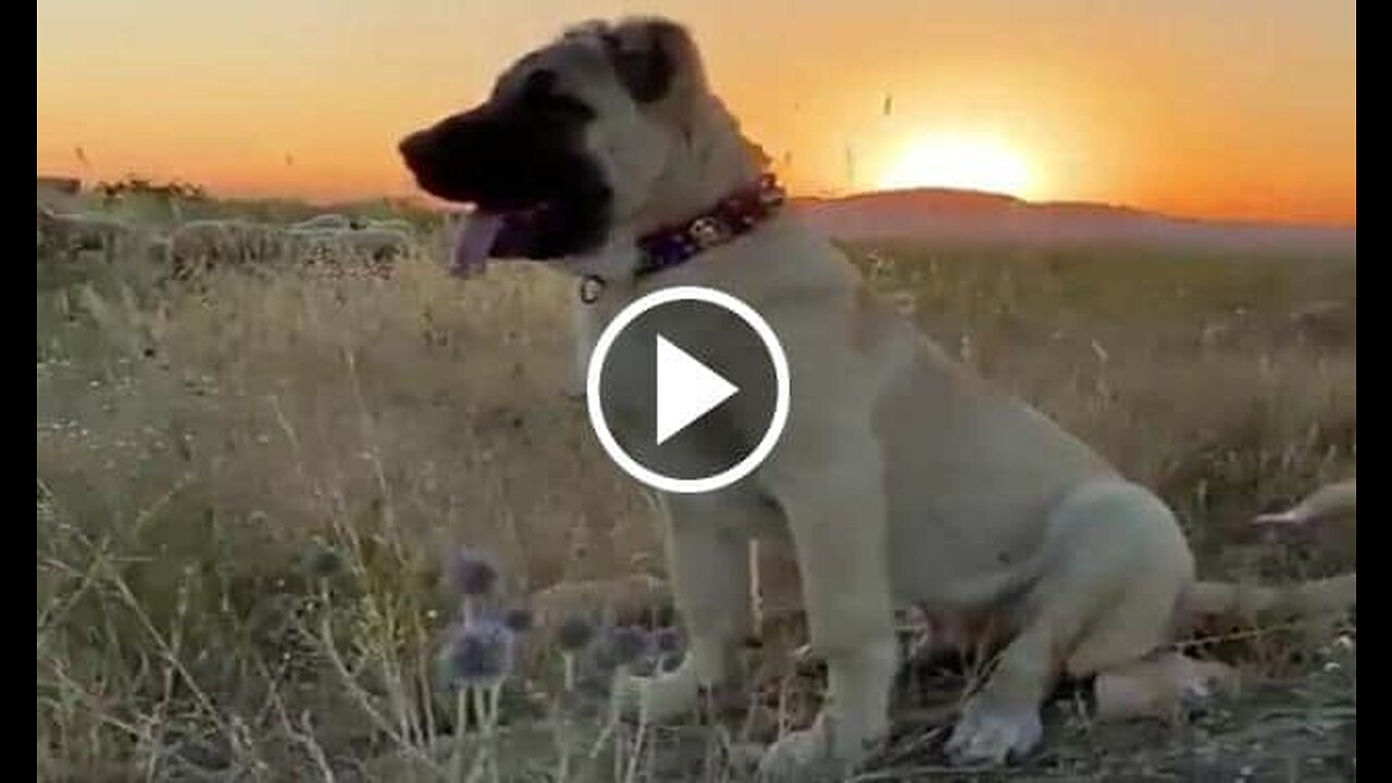 Anatolian shepherd dog and Sun