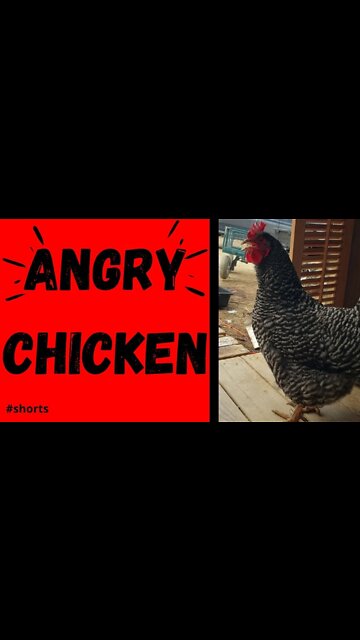 Angry Chicken!! | #shorts
