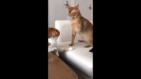 Funny Cats