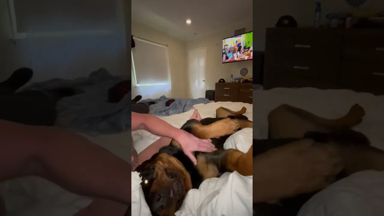 Trying to teach ‘Bear Bear’ to say “I love you” started out as a singing lesson!
