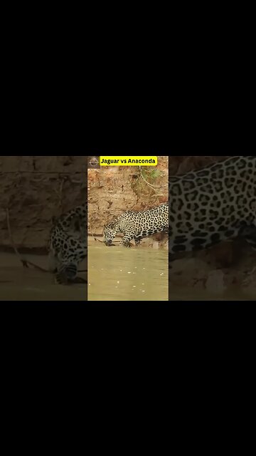 #shorts, #animal, #animals, #animalfacts, #animalshorts, #nature, #wildlife, #wildlifeanimals