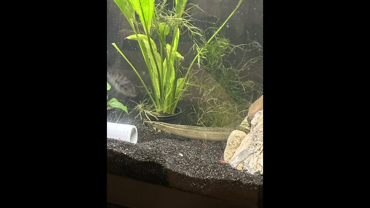 Peacock Eel in a Cichlid Tank