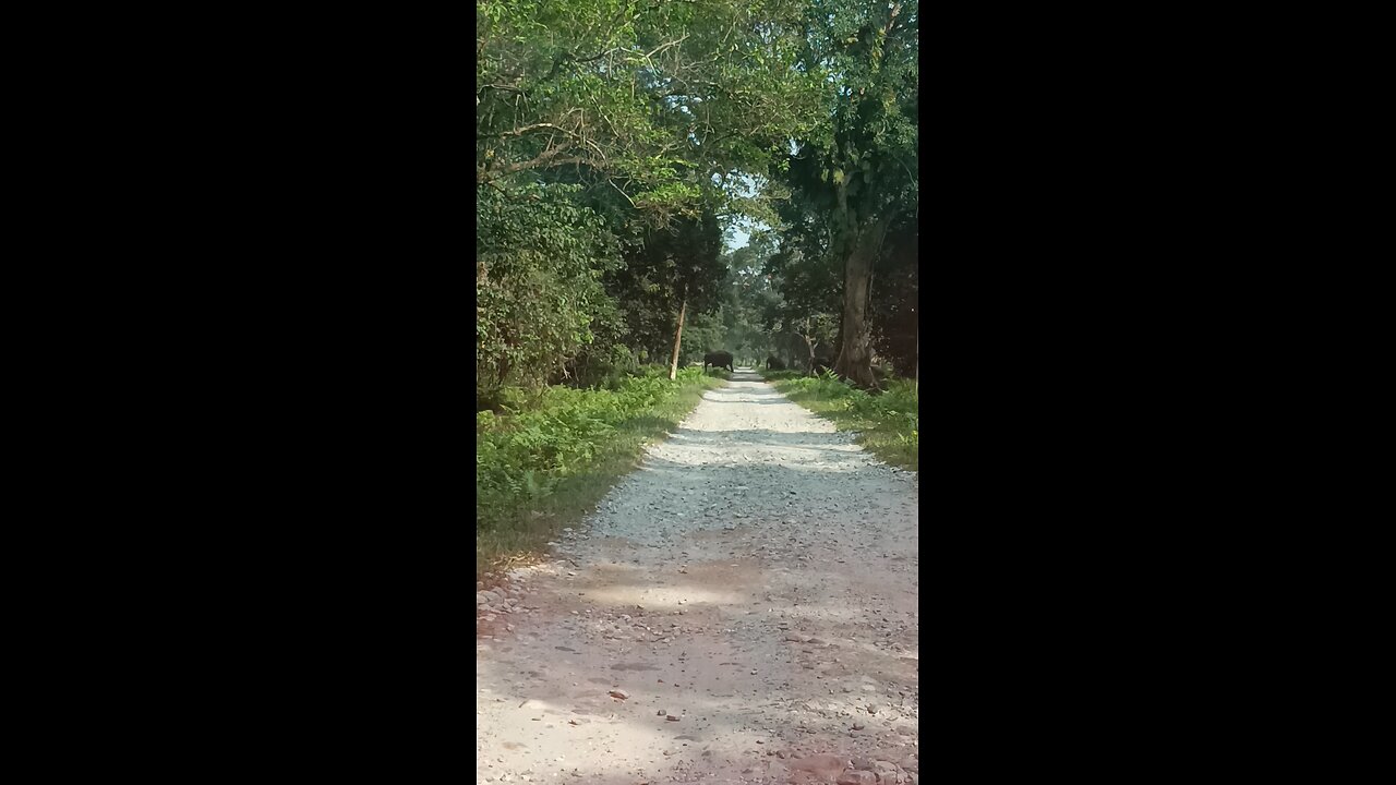 elephant crossing