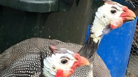 Hanging out with guinea fowl