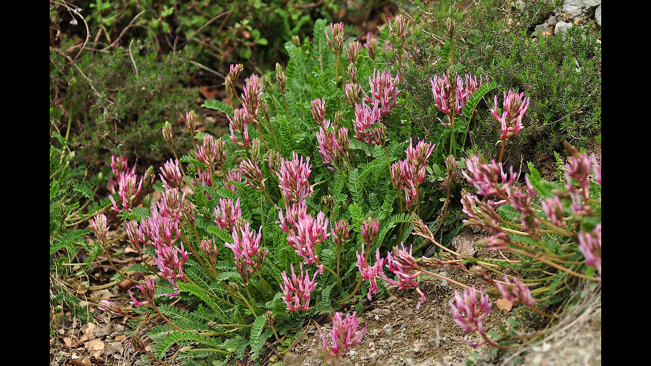 Astragalus Root (Astragalus propinquus)