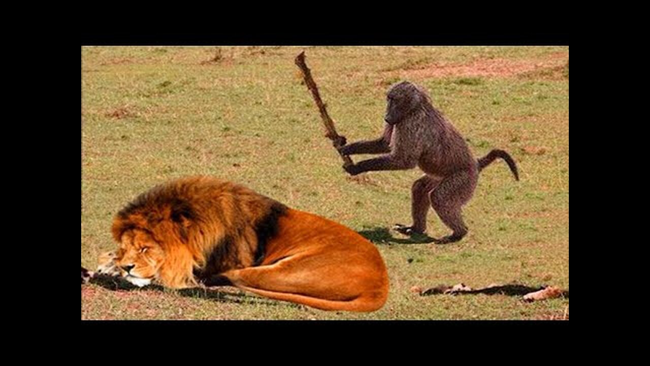 Funny Animals That Will Definitely Brighten Your Day😍Funniest Animals 2022. Mrizhanwaqas143