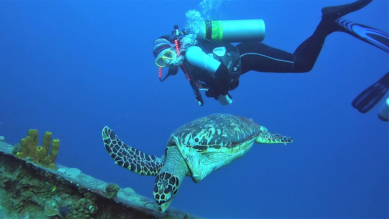 Friendly sea turtle swims straight to scuba divers for a face to face look