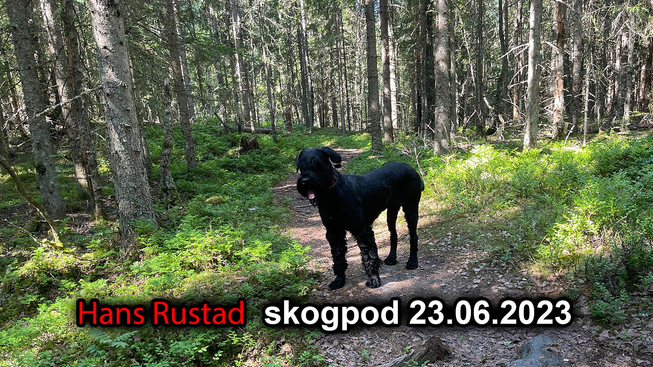 Skogpod 23. juni 2023