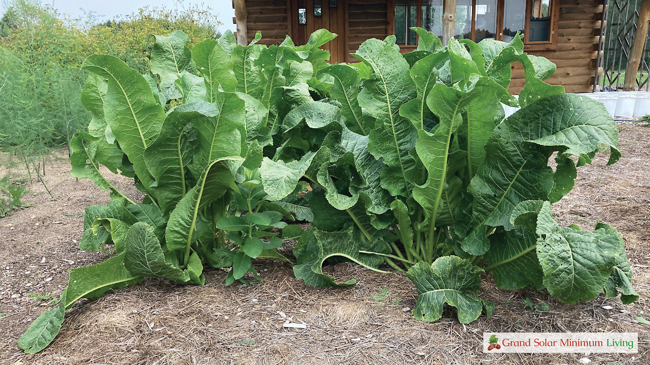 How Wide Should You Make Your Garden Beds?