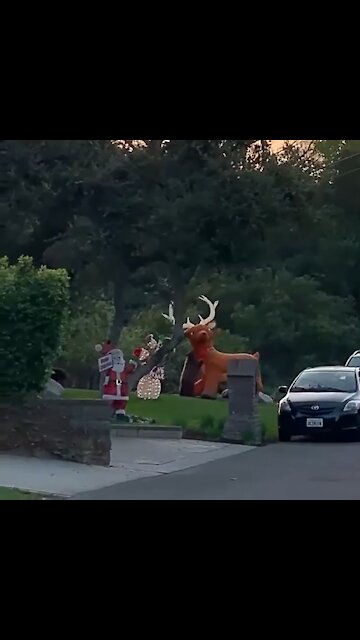 Bear vs. Rudolf the red nose reindeer