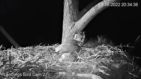 Dinner Has Finally Arrived 🦉 3/16/22 20:33
