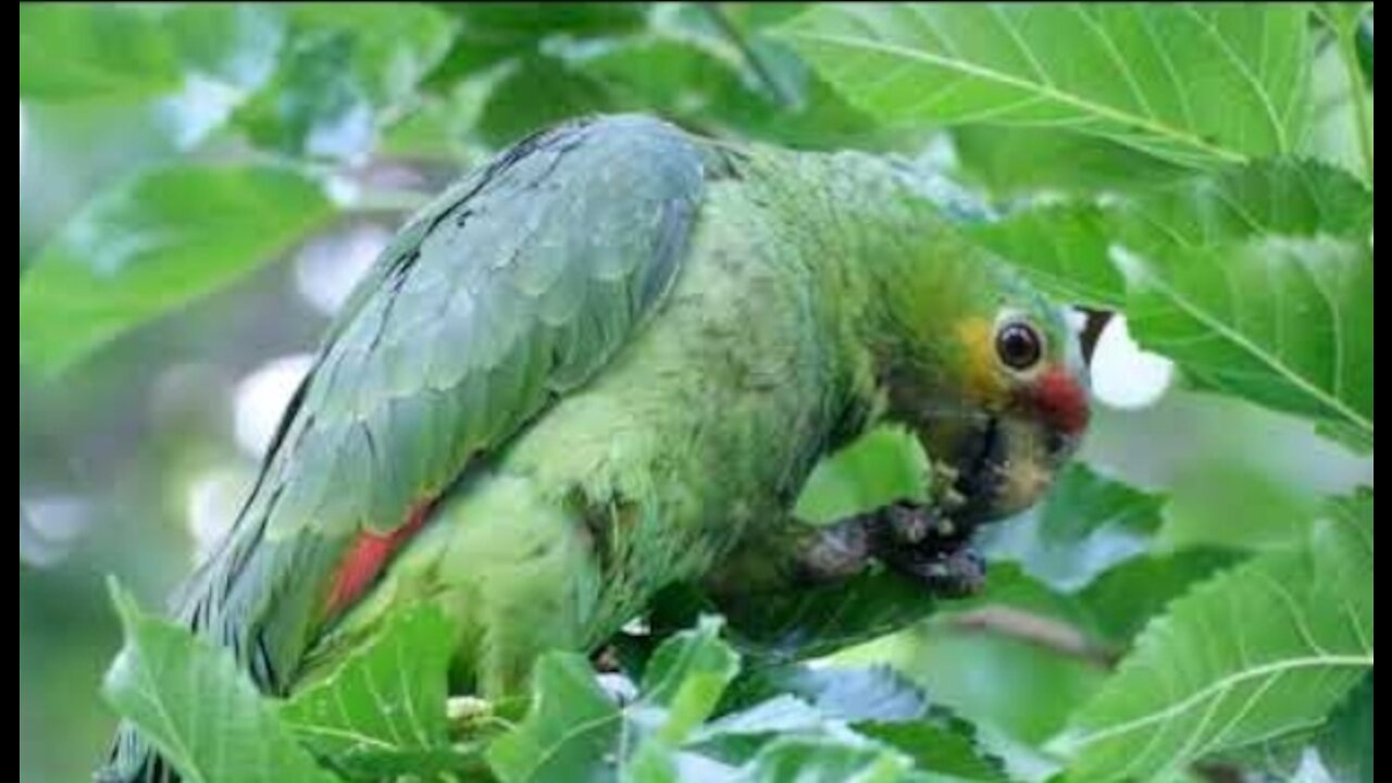 Feral parrots visit my backyard