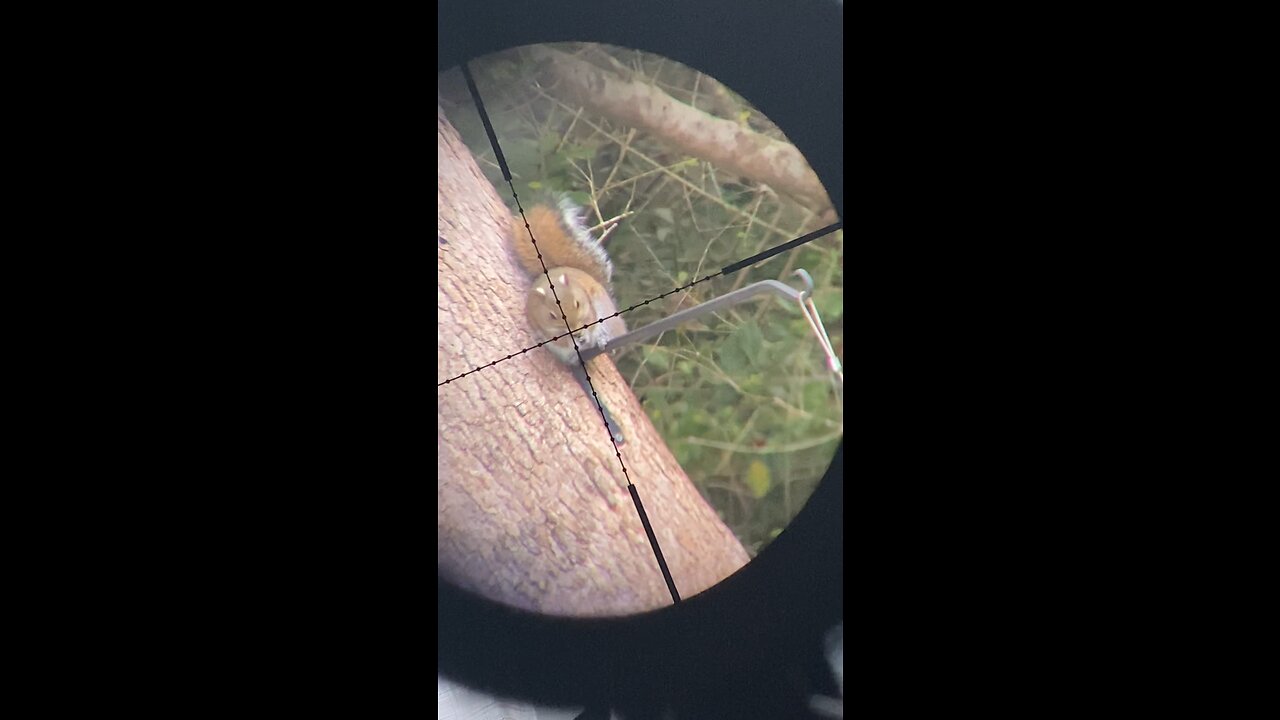Backyard pest control