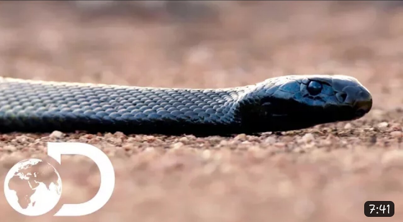 The inland taipan and eastern brown snake are the 2 most venomous snakes in the world.