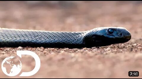 The inland taipan and eastern brown snake are the 2 most venomous snakes in the world.