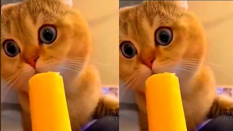 Funny Cute Cat Videos 2024