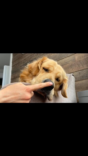 What Booping My Dog Too Many Times Looks Like...